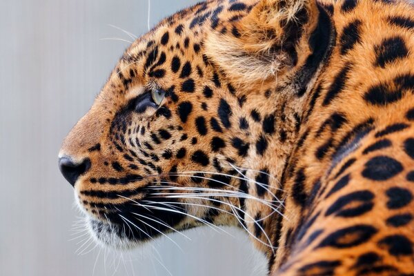 The predatory look of the leopard is very beautiful