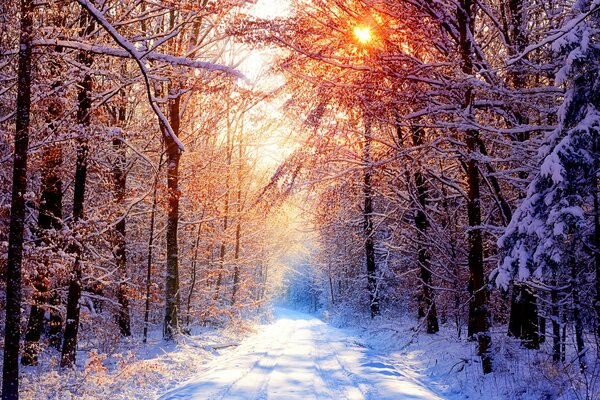 Wintermorgen. Sonnenlicht dringt durch die Bäume
