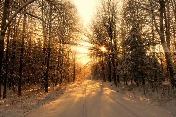 Winter forest at sunset. Trees without foliage