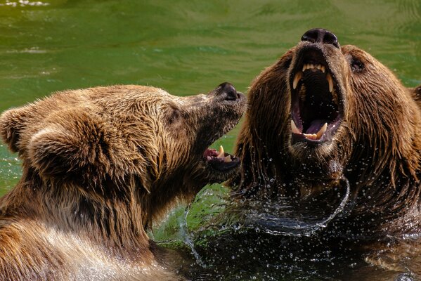 The battle of brown medmeds in the water