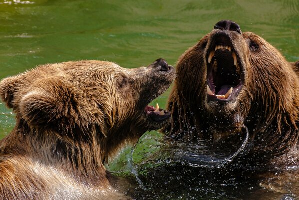 Сражение бурых медмедей в воде
