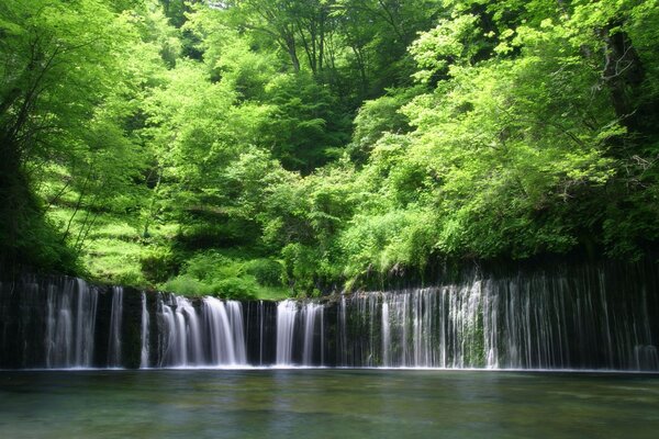 Cascada en el viejo bosque profundo