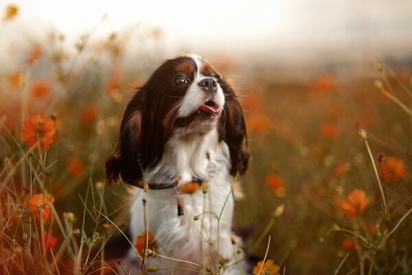 Petit chien jouant sur le terrain avec des coquelicots