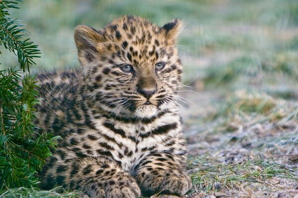 A leopard cub looks into the distance