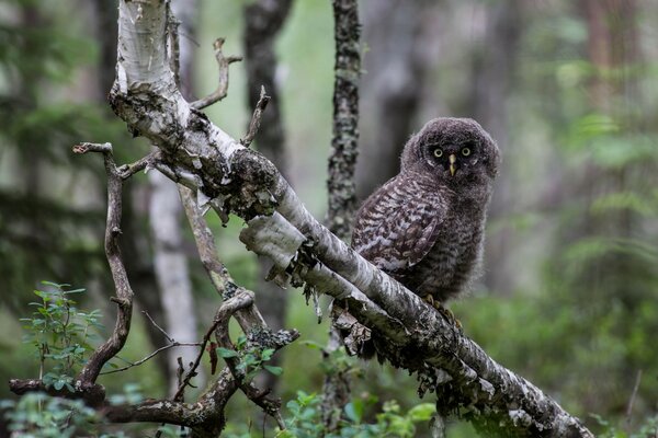 Búho gris sentado en una rama en el bosque