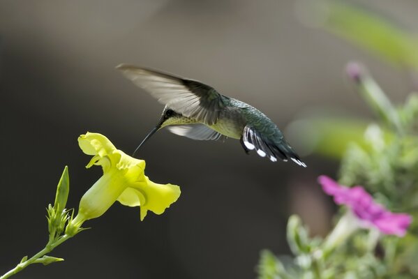 Colibrí volando a la flor