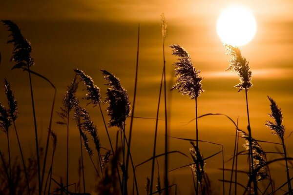 Gras auf Sonnenuntergang Hintergrund