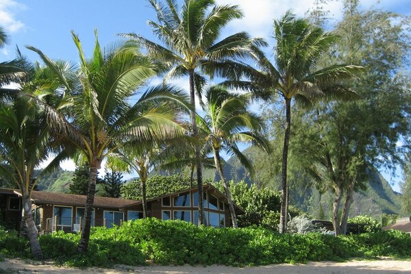 Casa de verano en la playa con palmeras