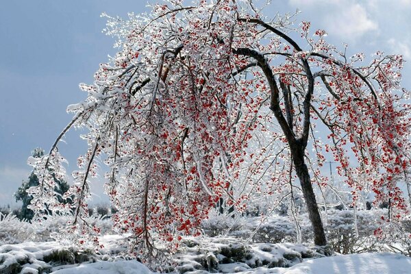 Red berries on a snow-covered tree