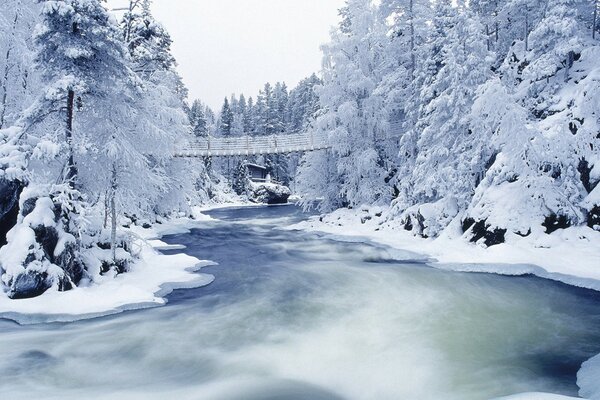 Snow-covered trees. Suspension bridge