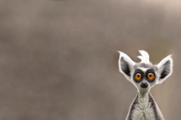 Surprised lemur looks at the world