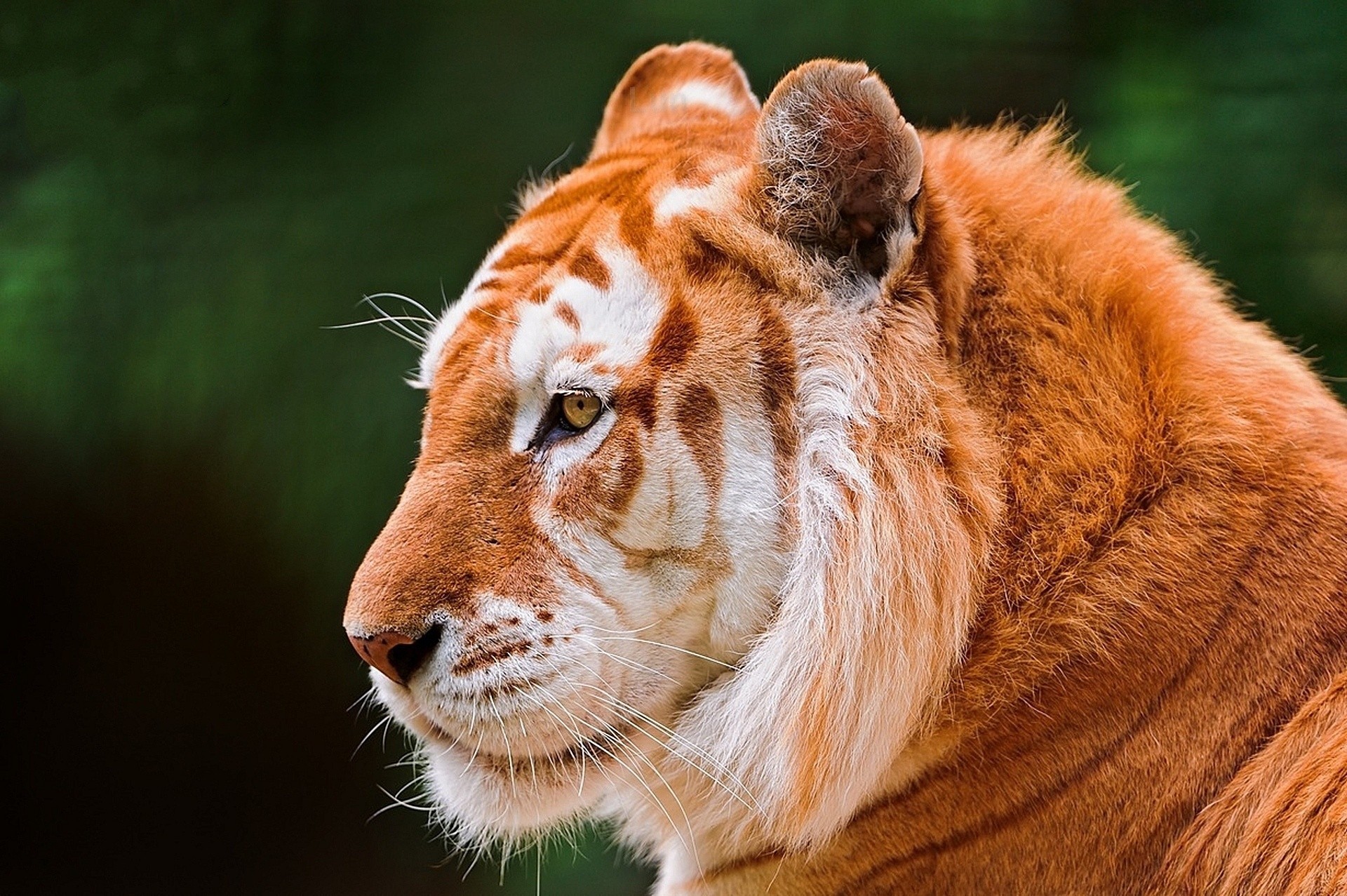 tigre d or moustachu jaune