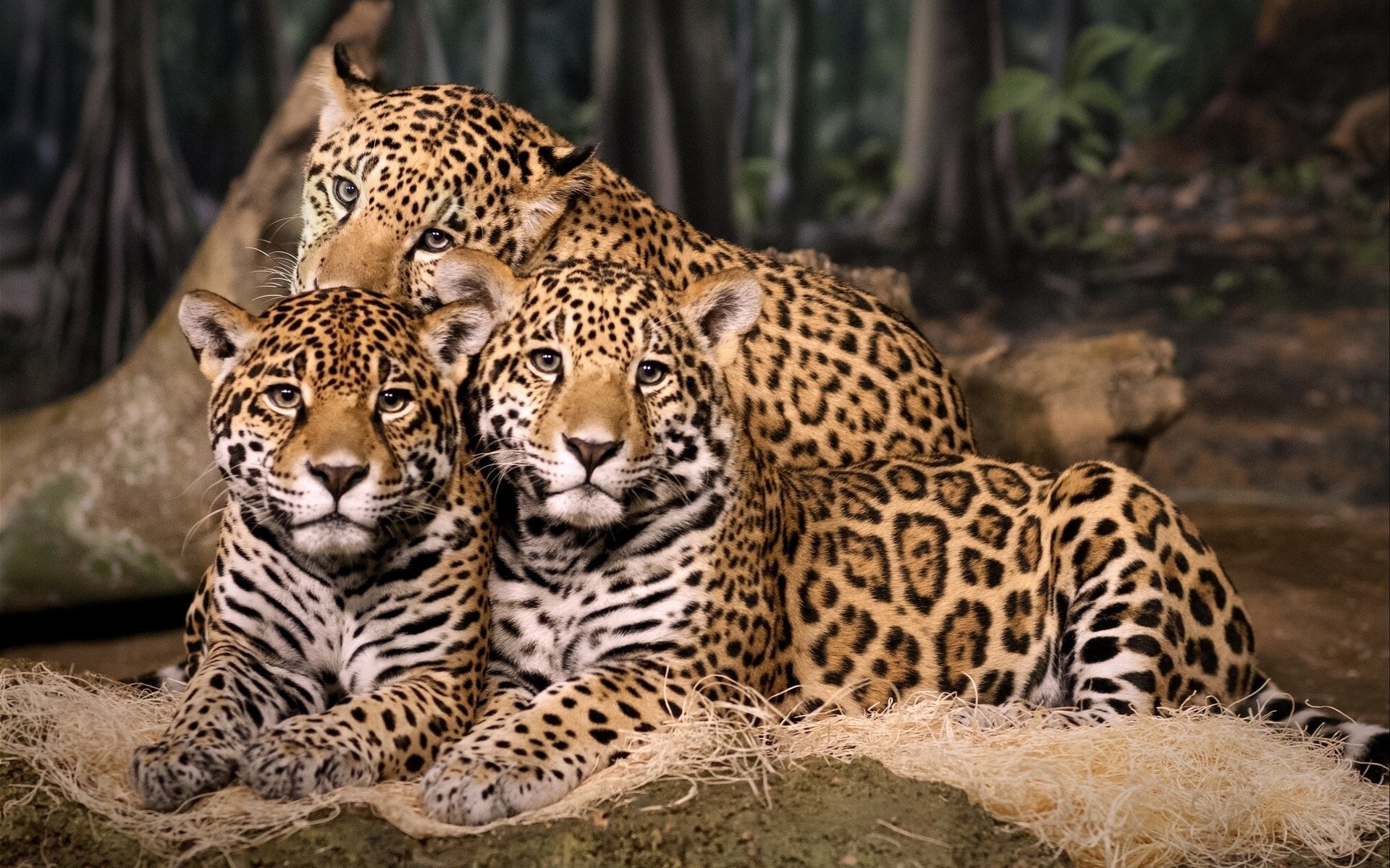 trinité trio jaguars