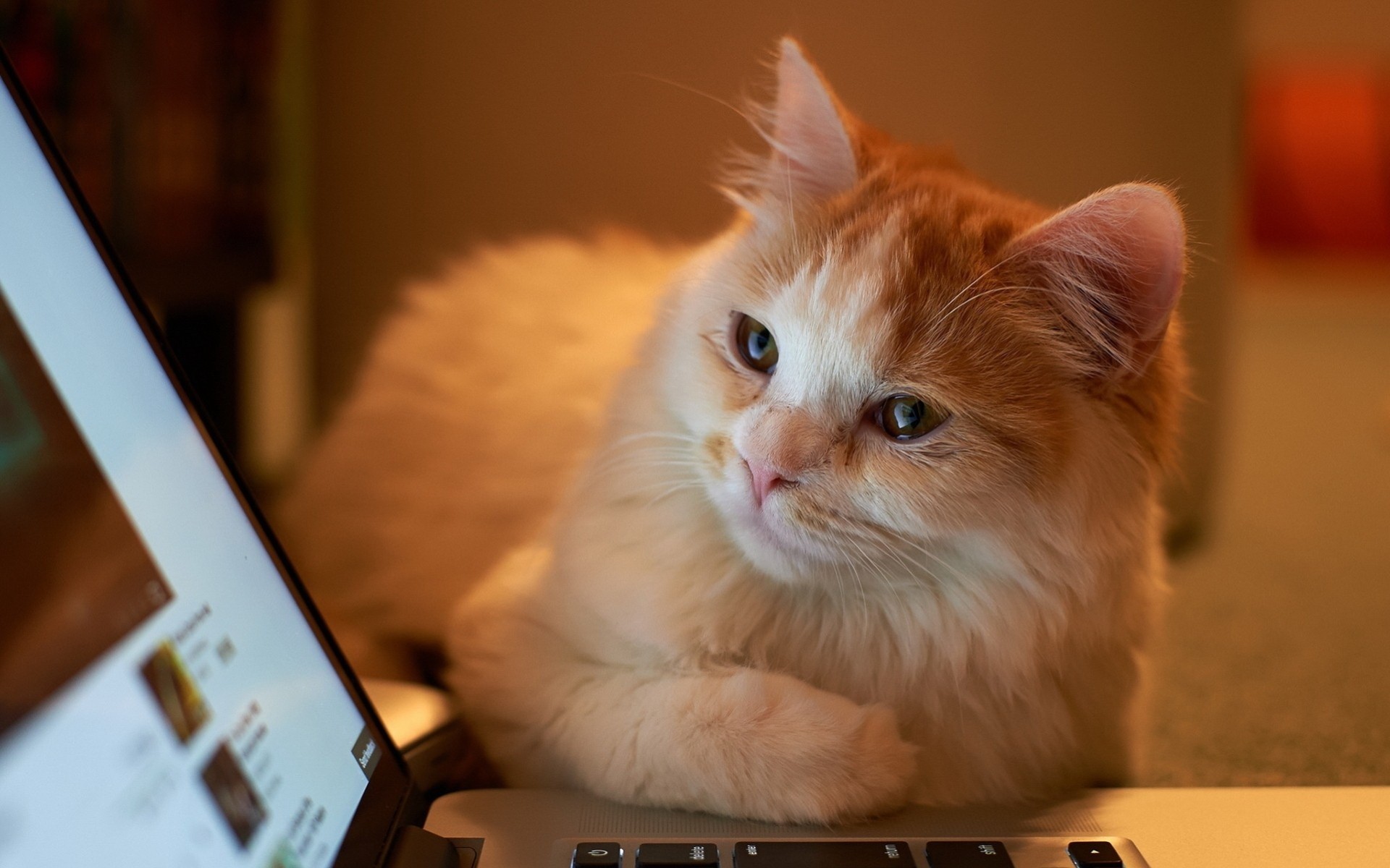 bureau cahier en regardant chat