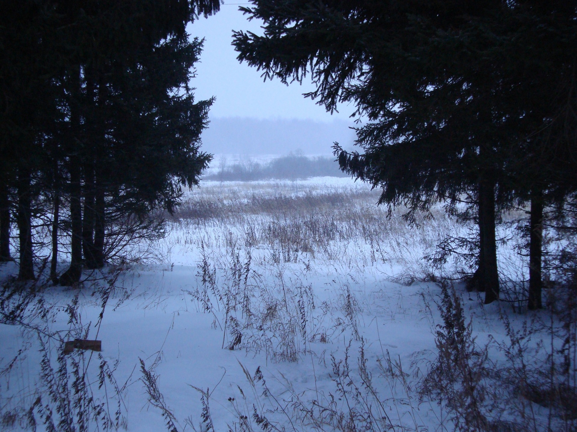 hiver neige arbres