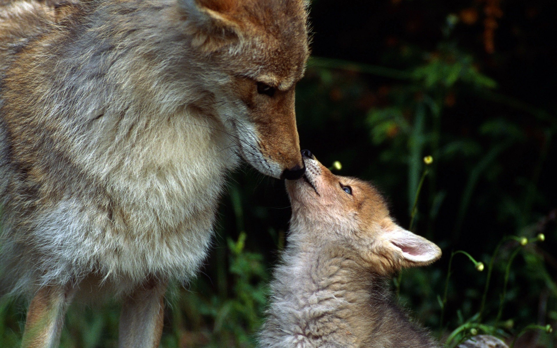 manada bosque lobos