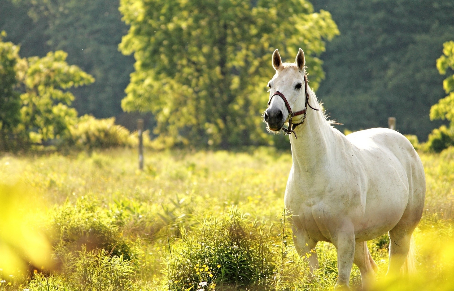 cavallo prato