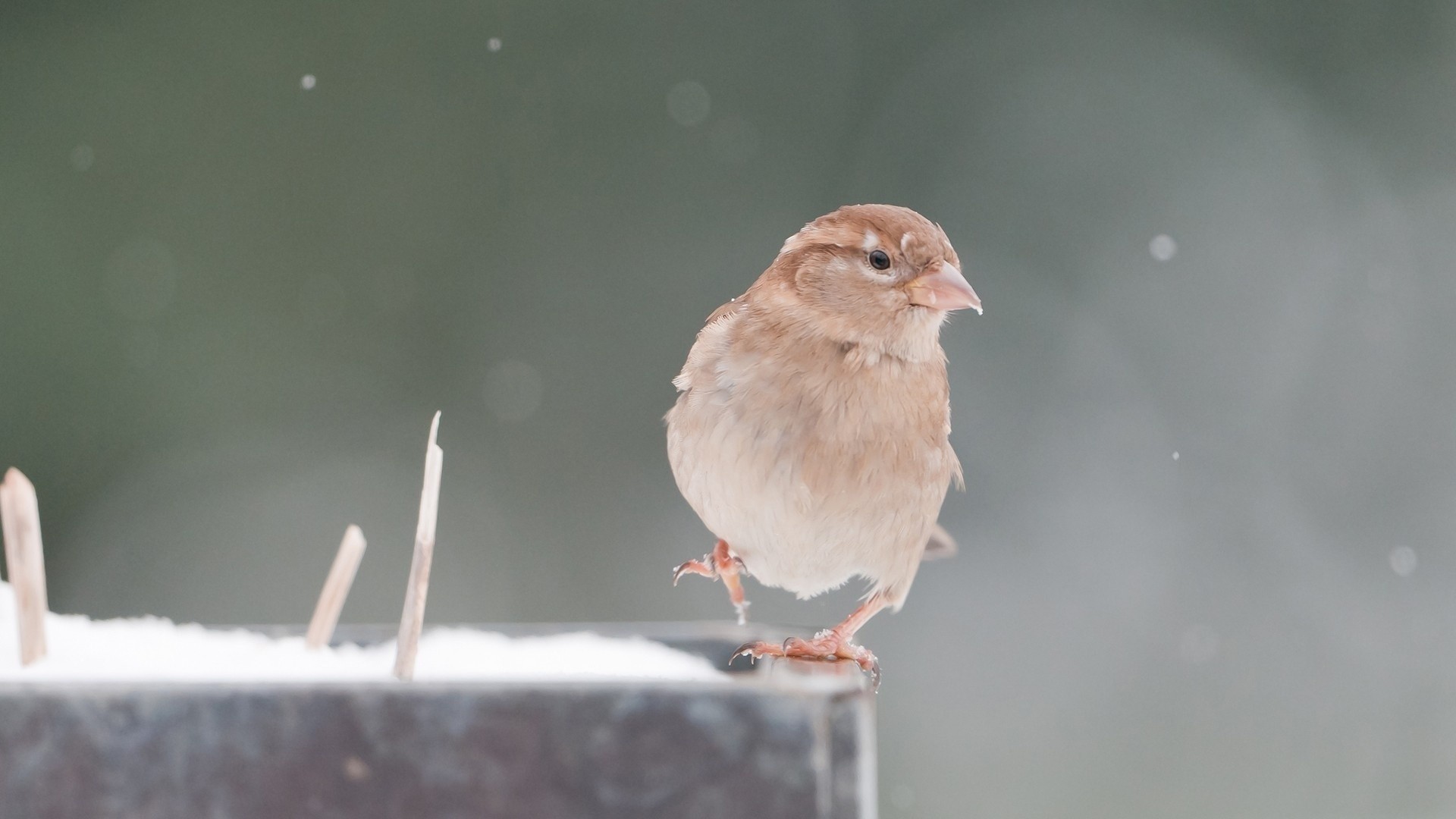 uccelli posgiald becco passero animali picco piume