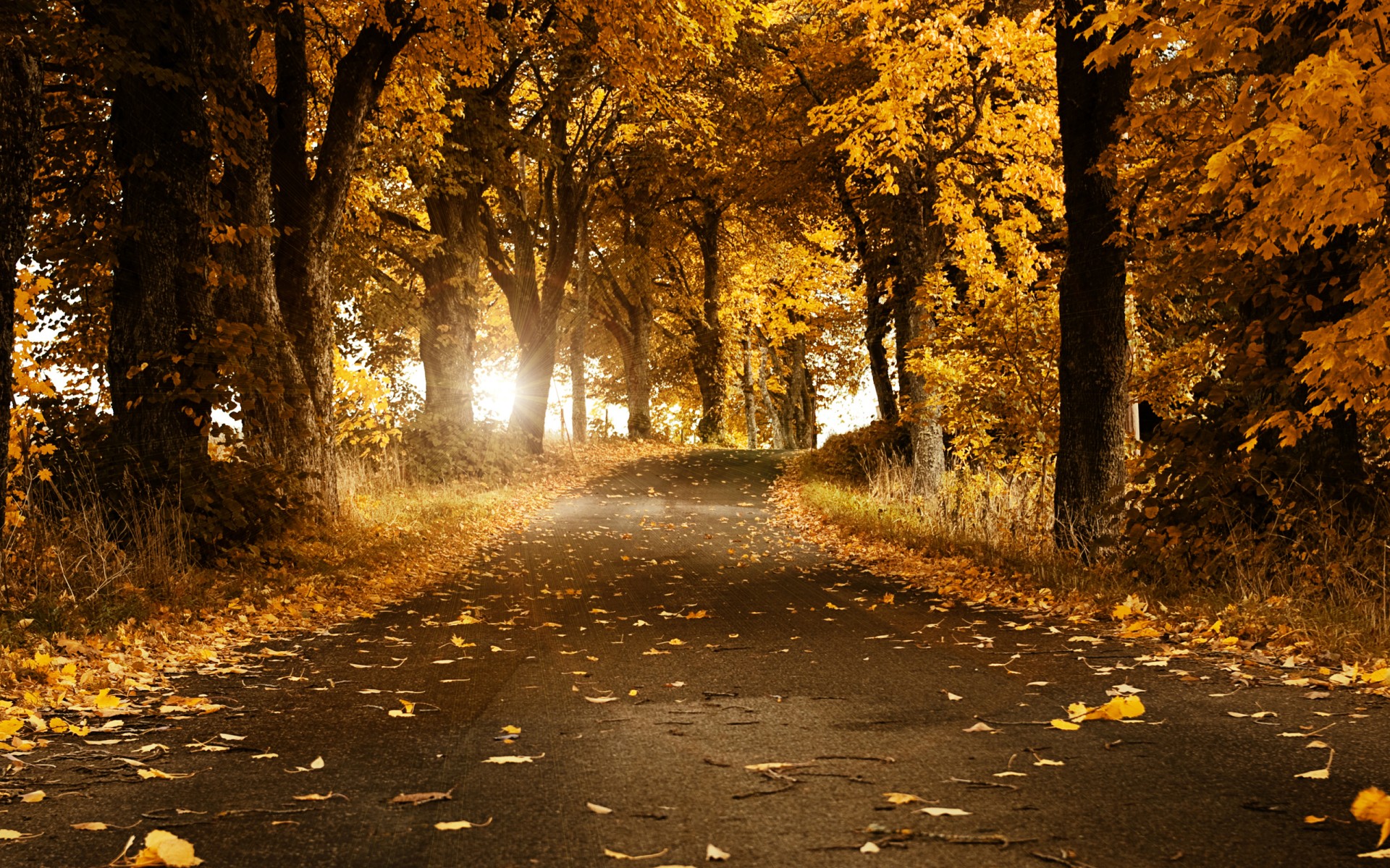 autumn leaves road sweden tree