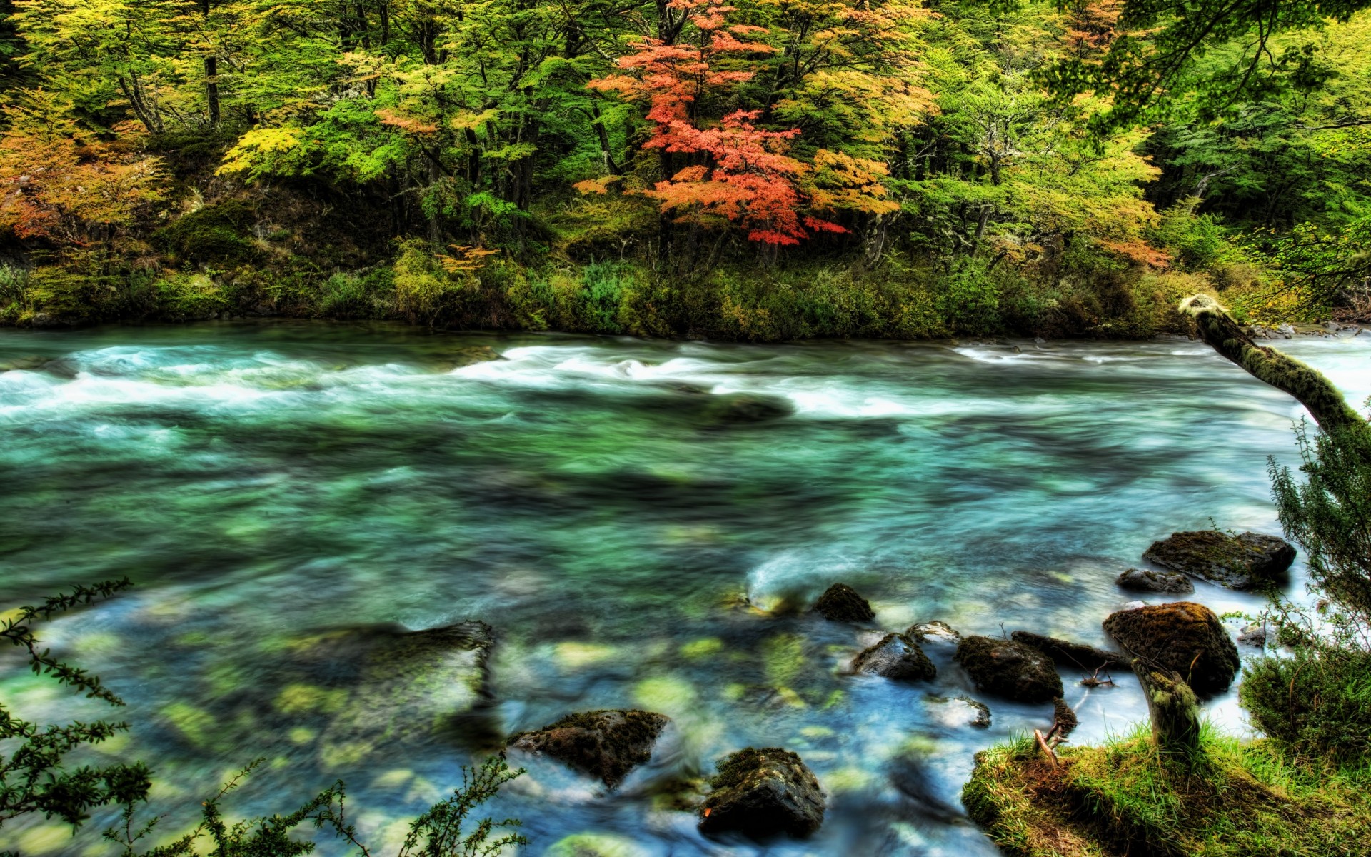 fiume onde rocce alberi selvaggio