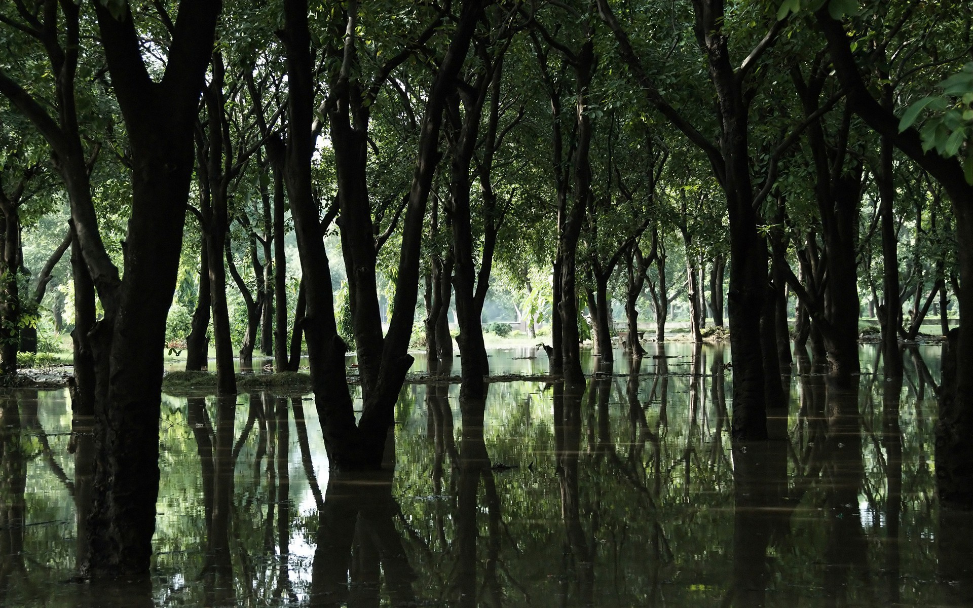 palude alberi foresta acqua