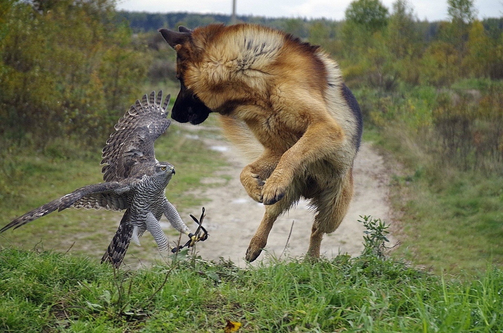 falke grün vögel hund bäume schäferhund straße schönheit spaß cool