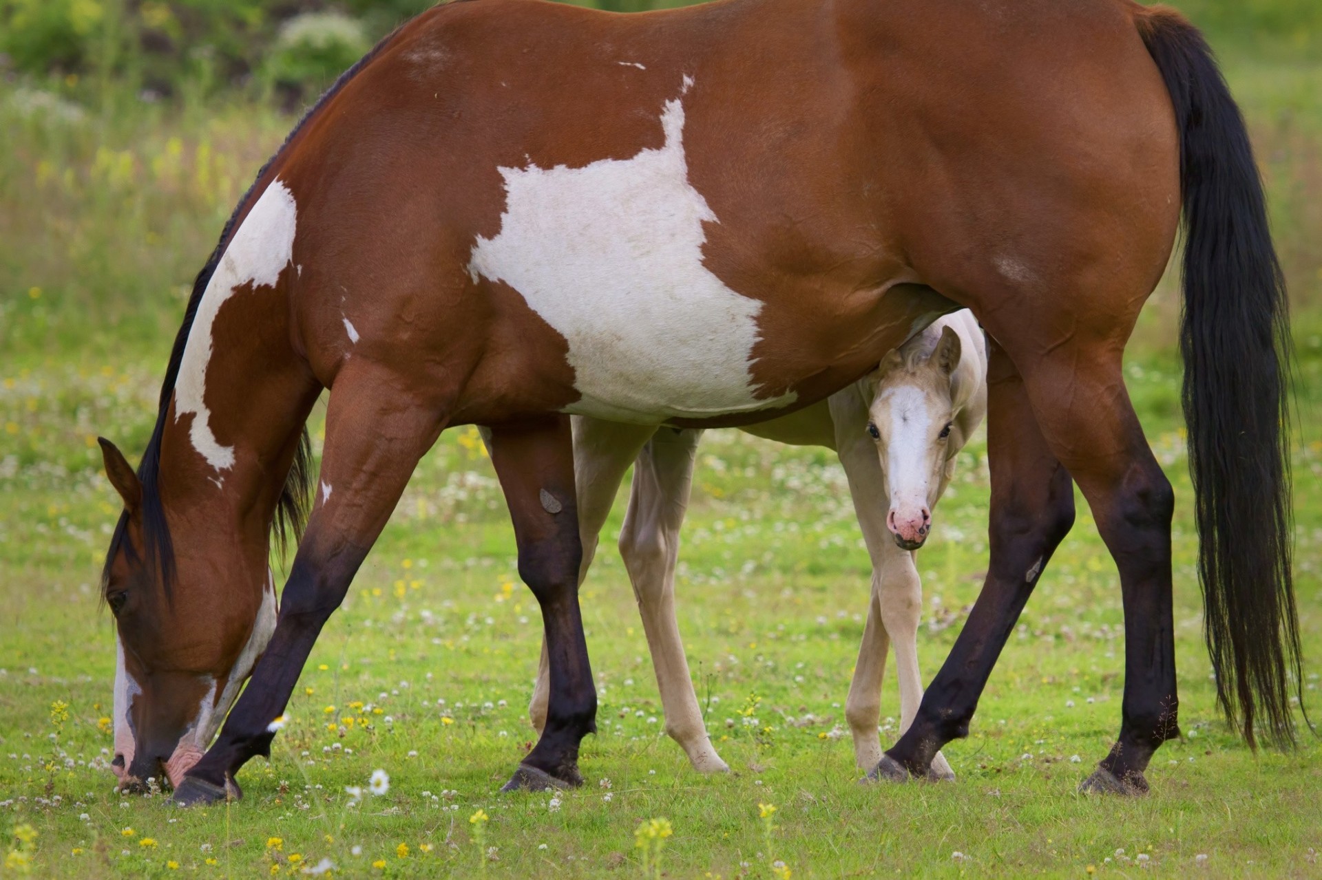 horse maternity pasture