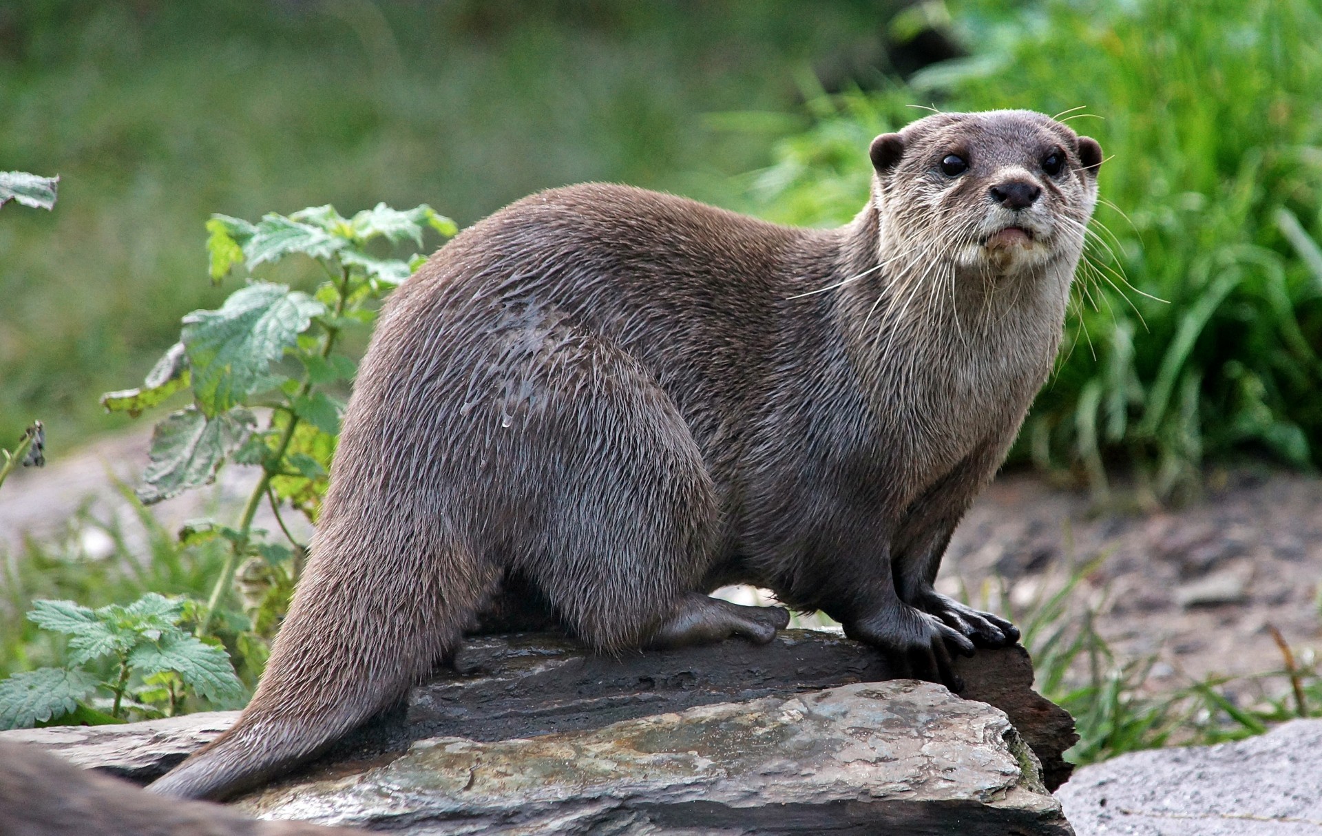 nutria animales especie