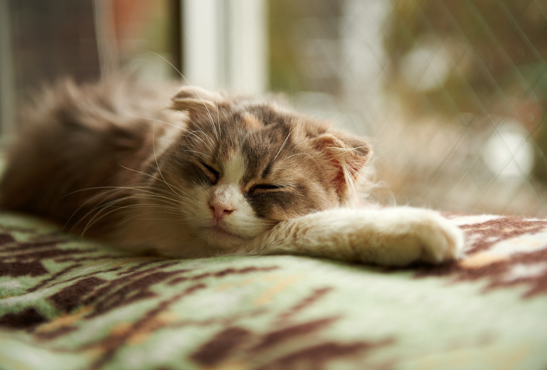 dormir dormir manta gato ventana