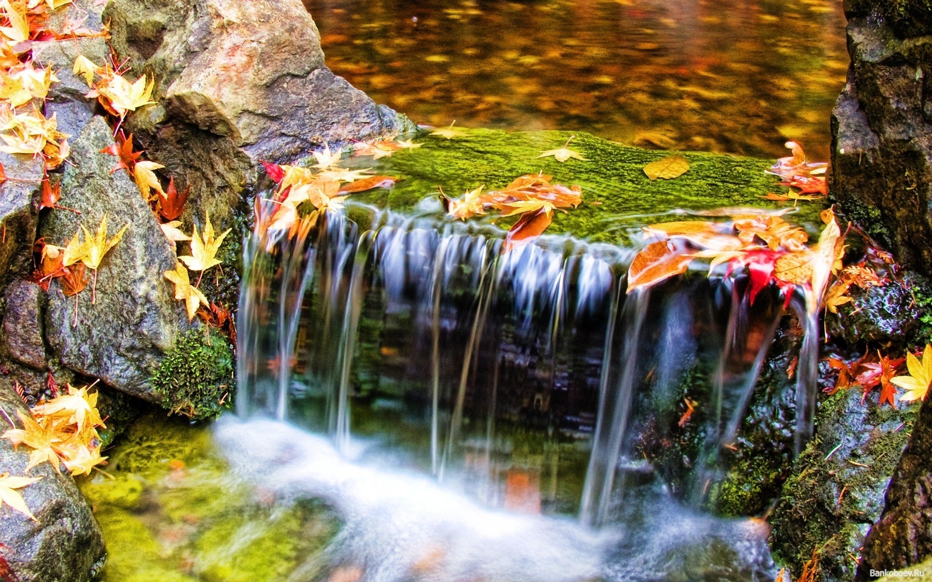 nature leaves water