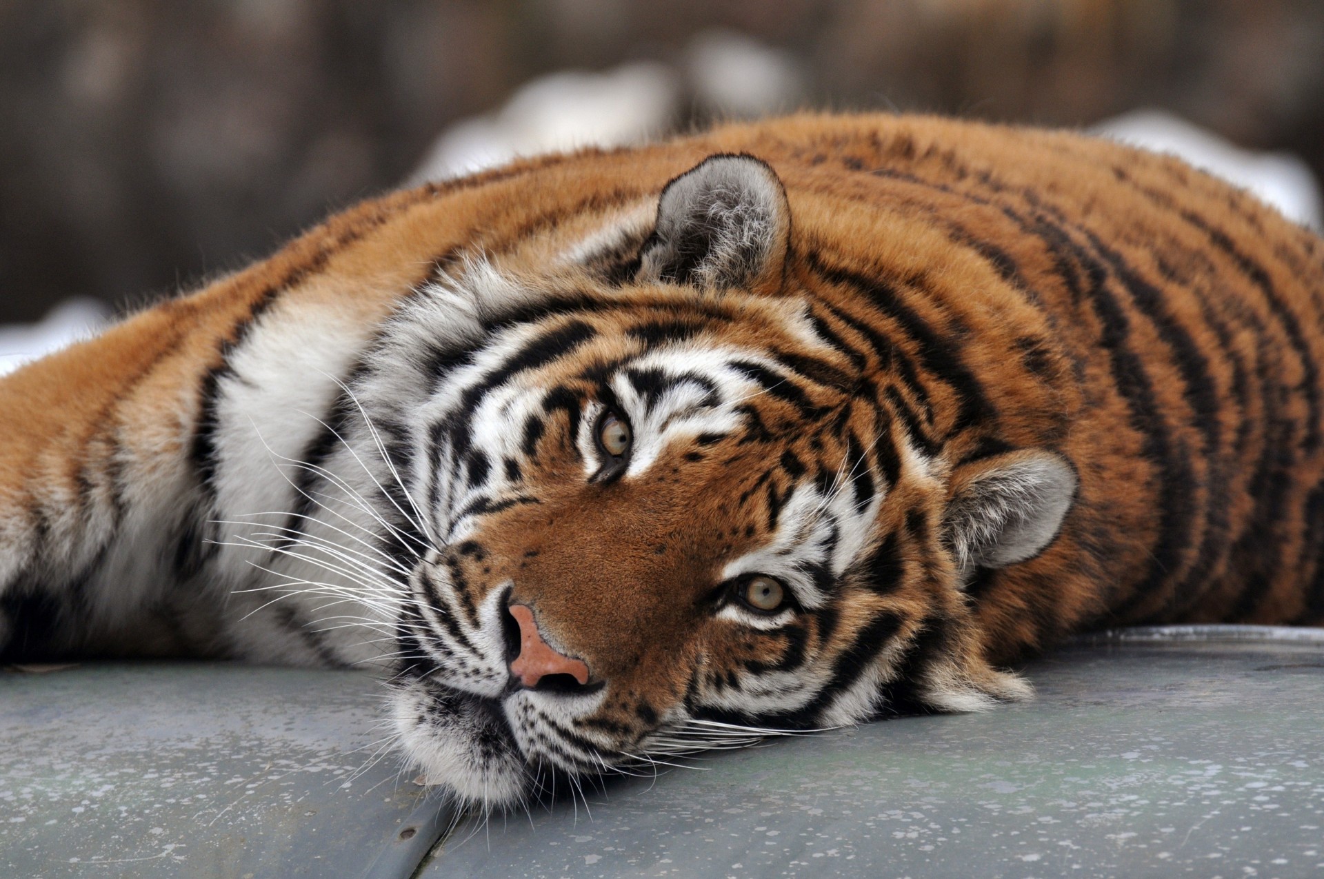 wild cat teeth tiger