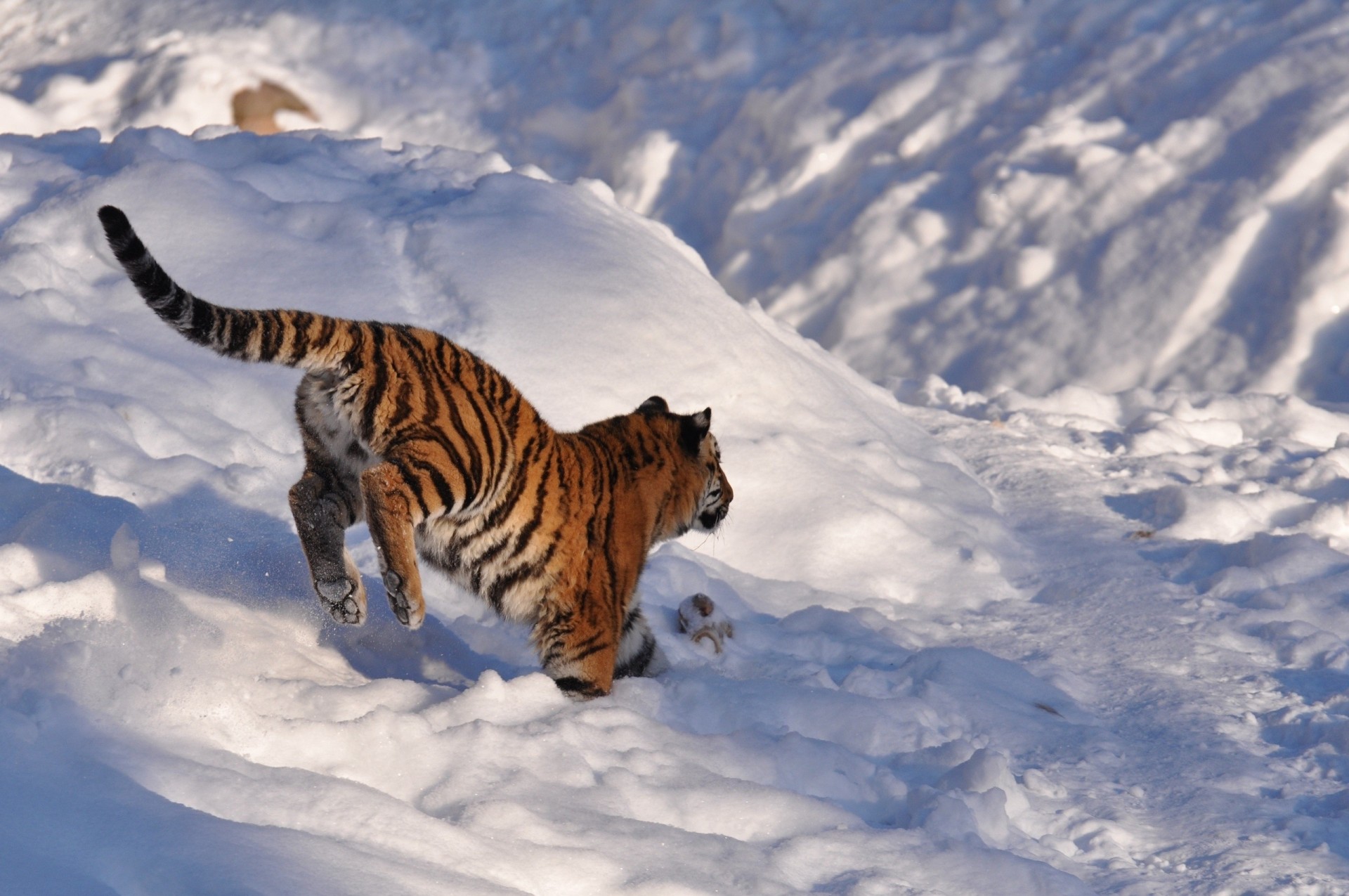 salto cucciolo cappelli gioco tigre