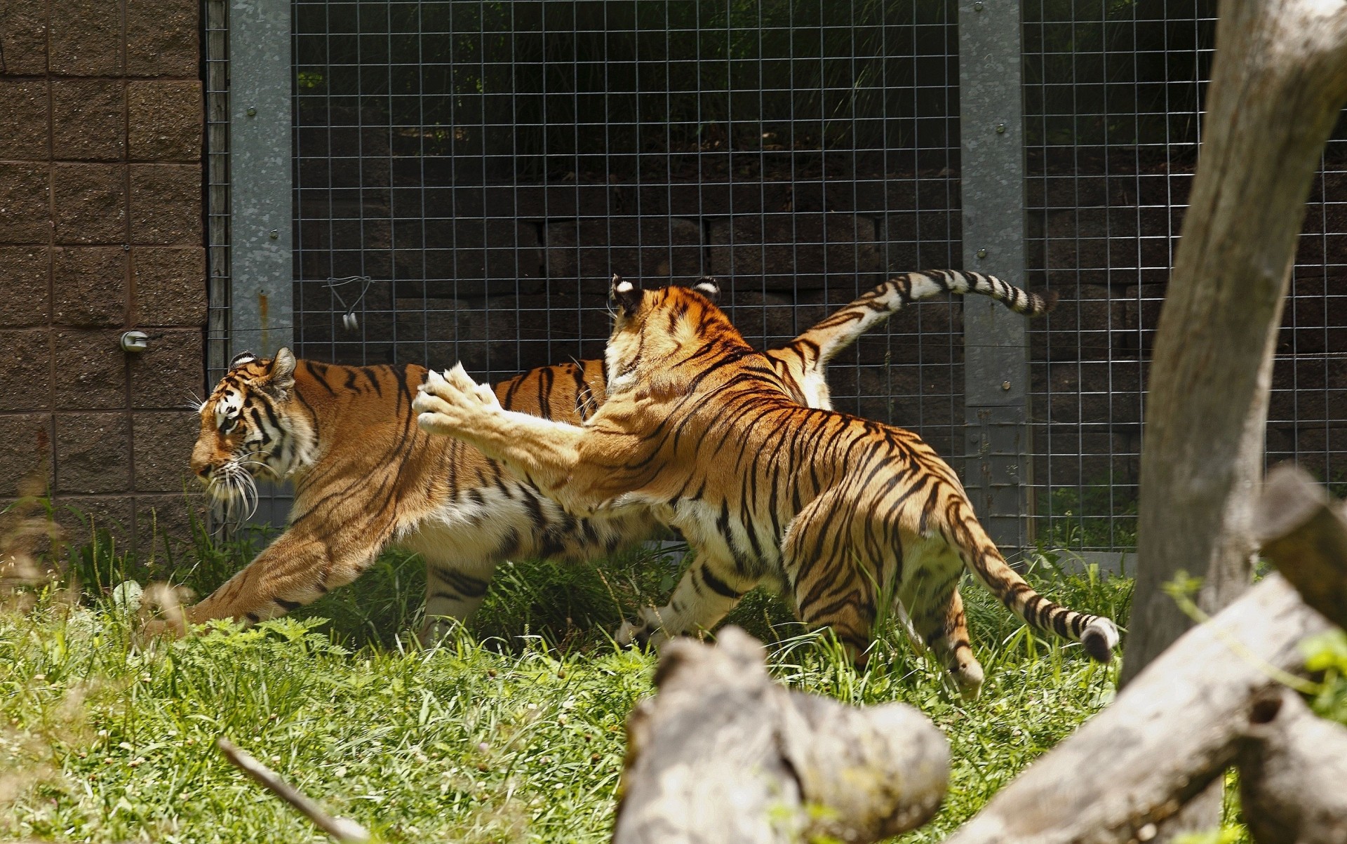 tigres jeu couple chats sauvages