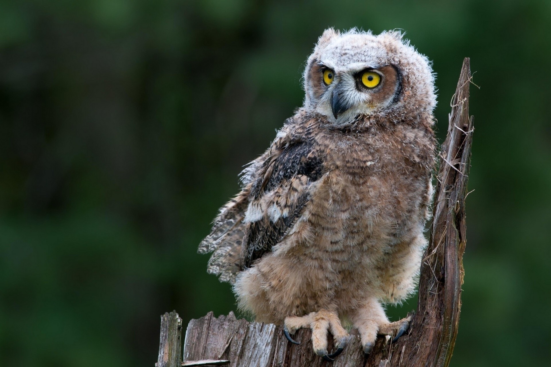 souche hibou vierge hibou