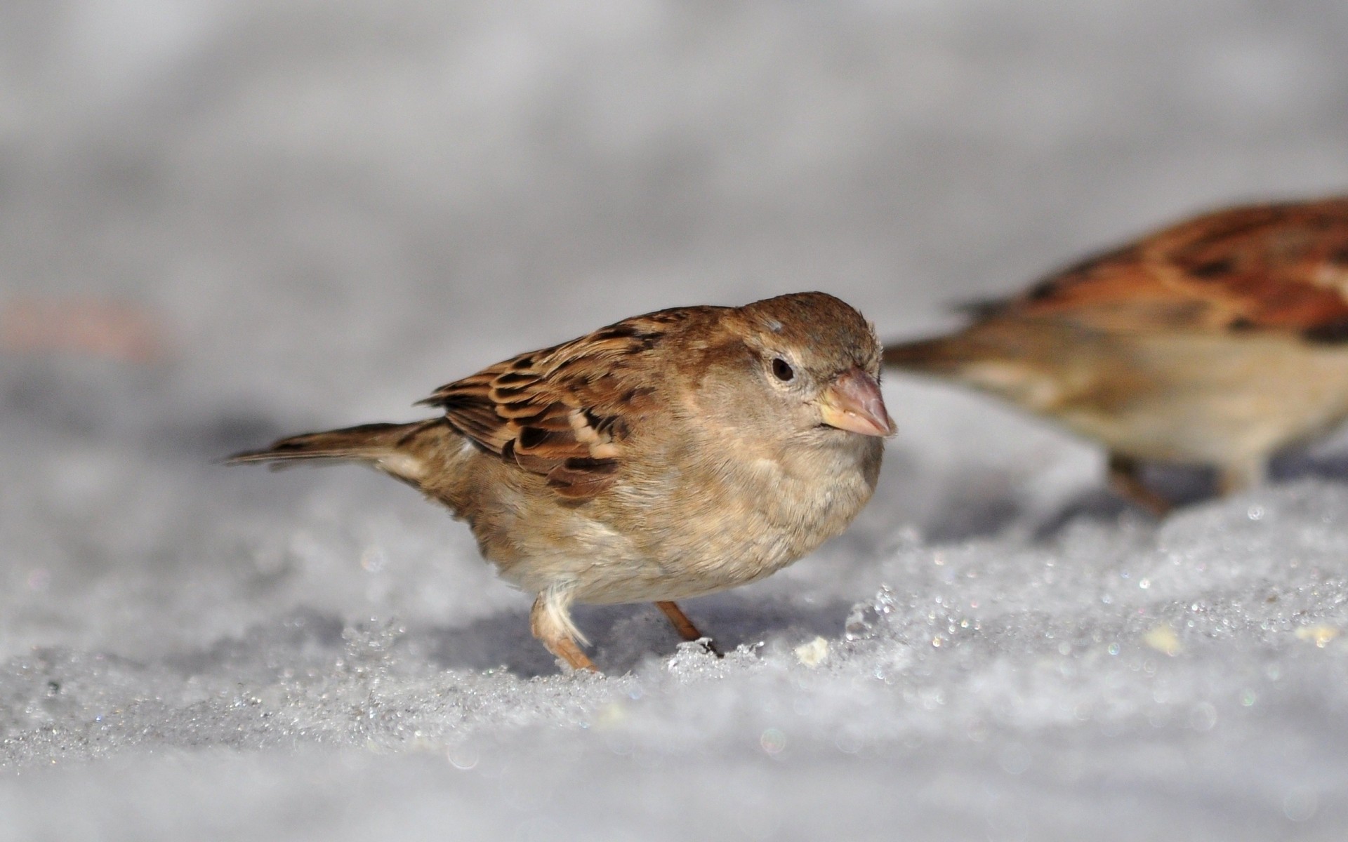 ptaha wróbel słońce śnieg makro wiosna