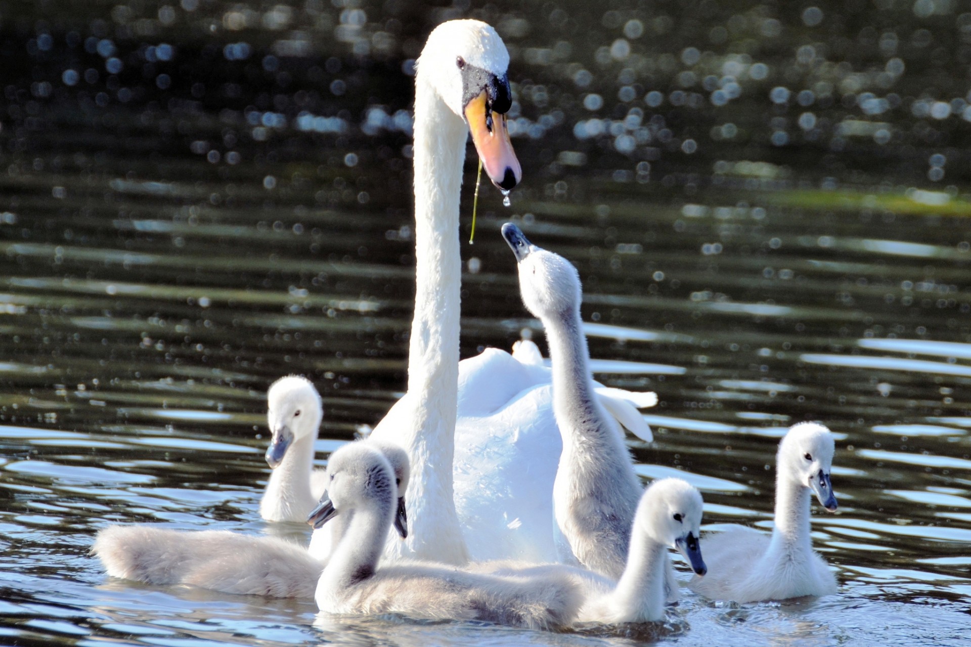 maternidad cisnes polluelos agua