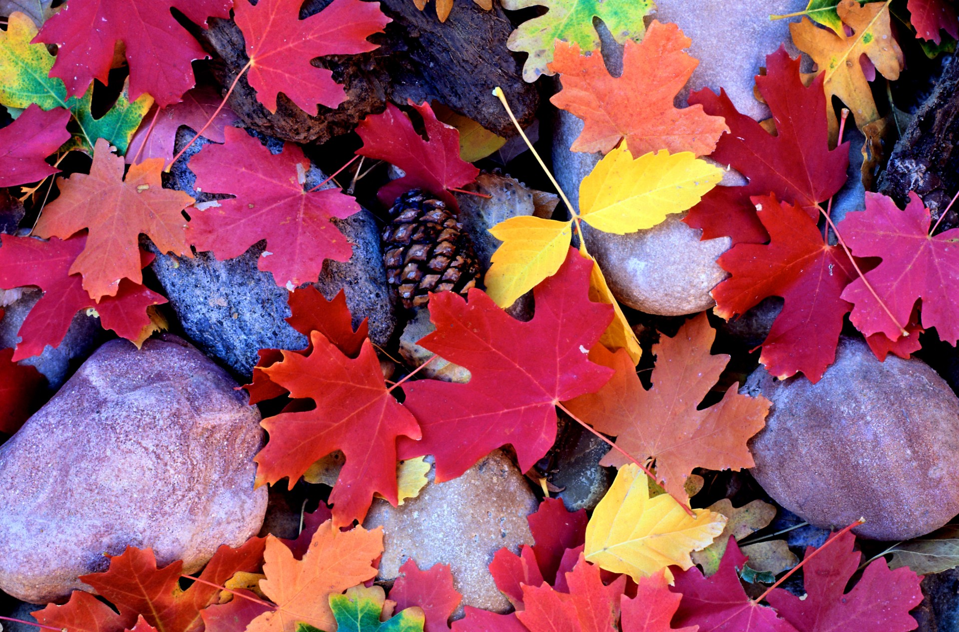 pierres feuilles cônes automne érable