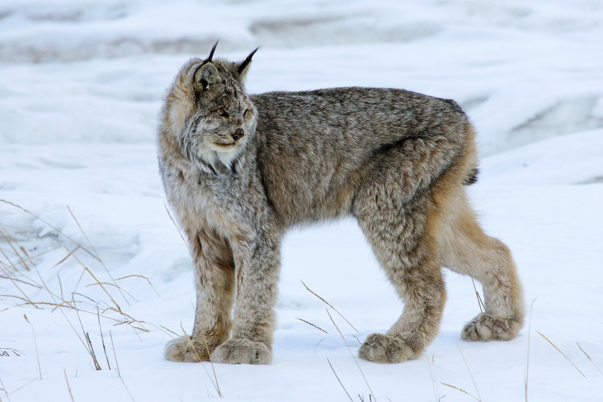 lince gato montés invierno