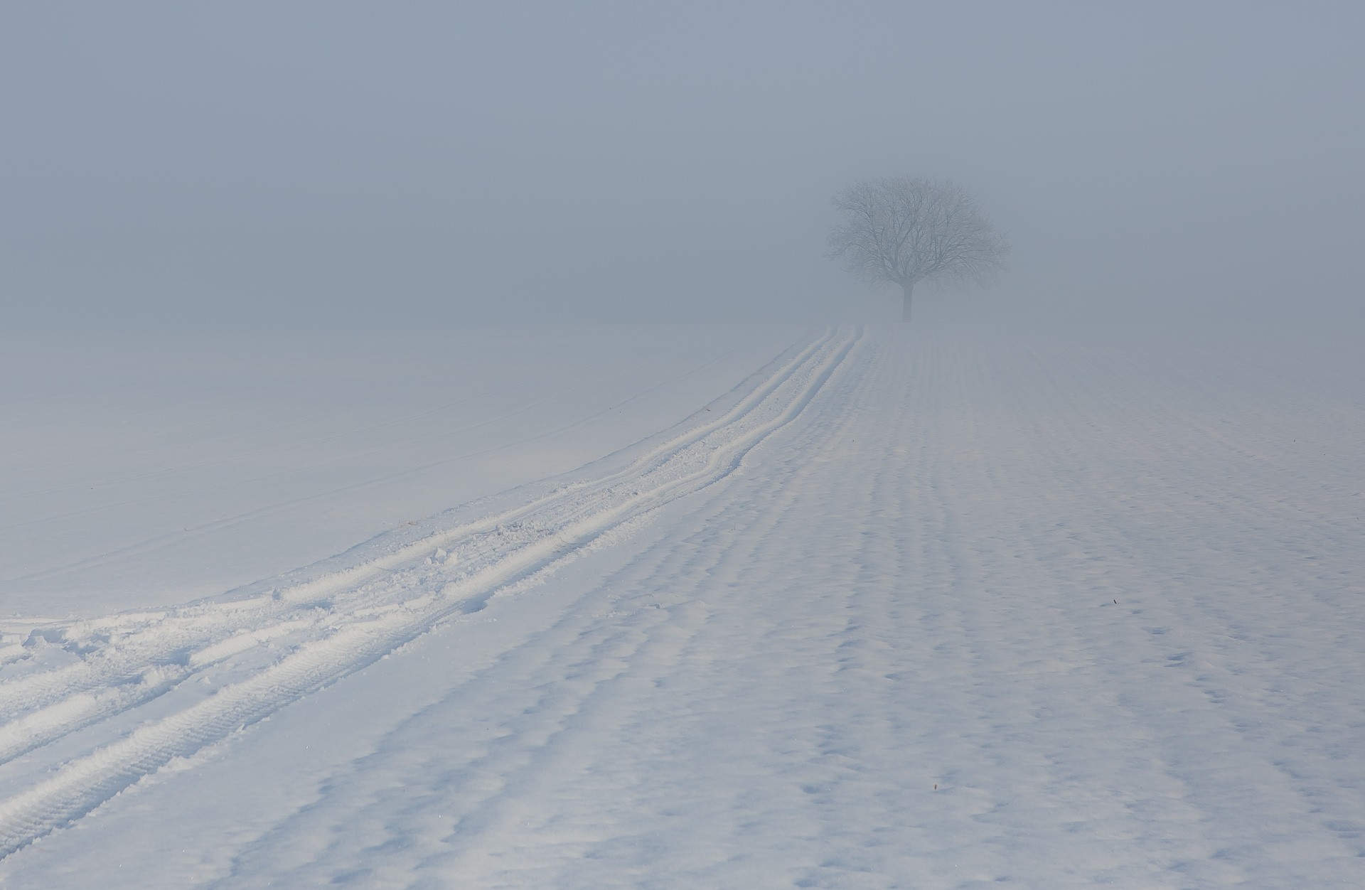 winter baum nebel fußabdruck