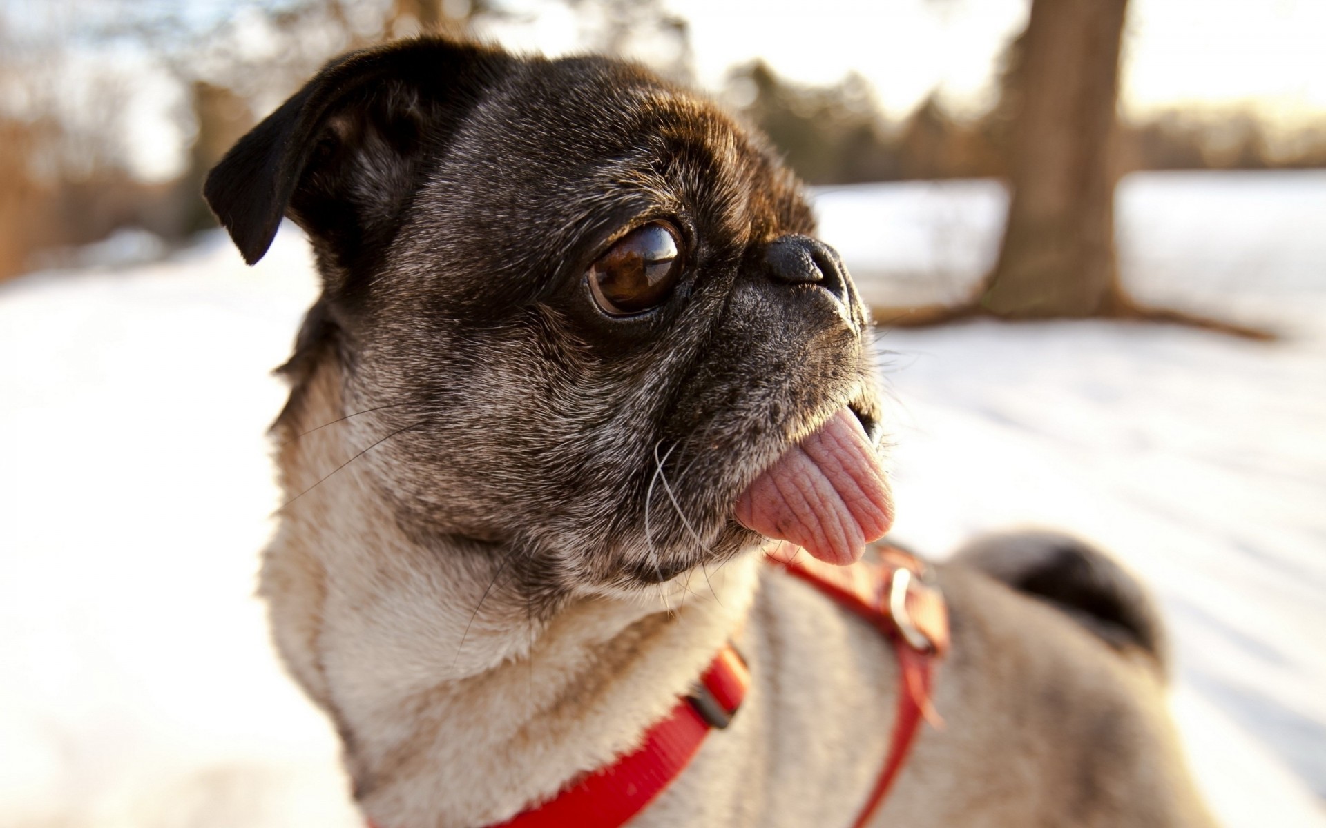 chien collier carlin dents langue