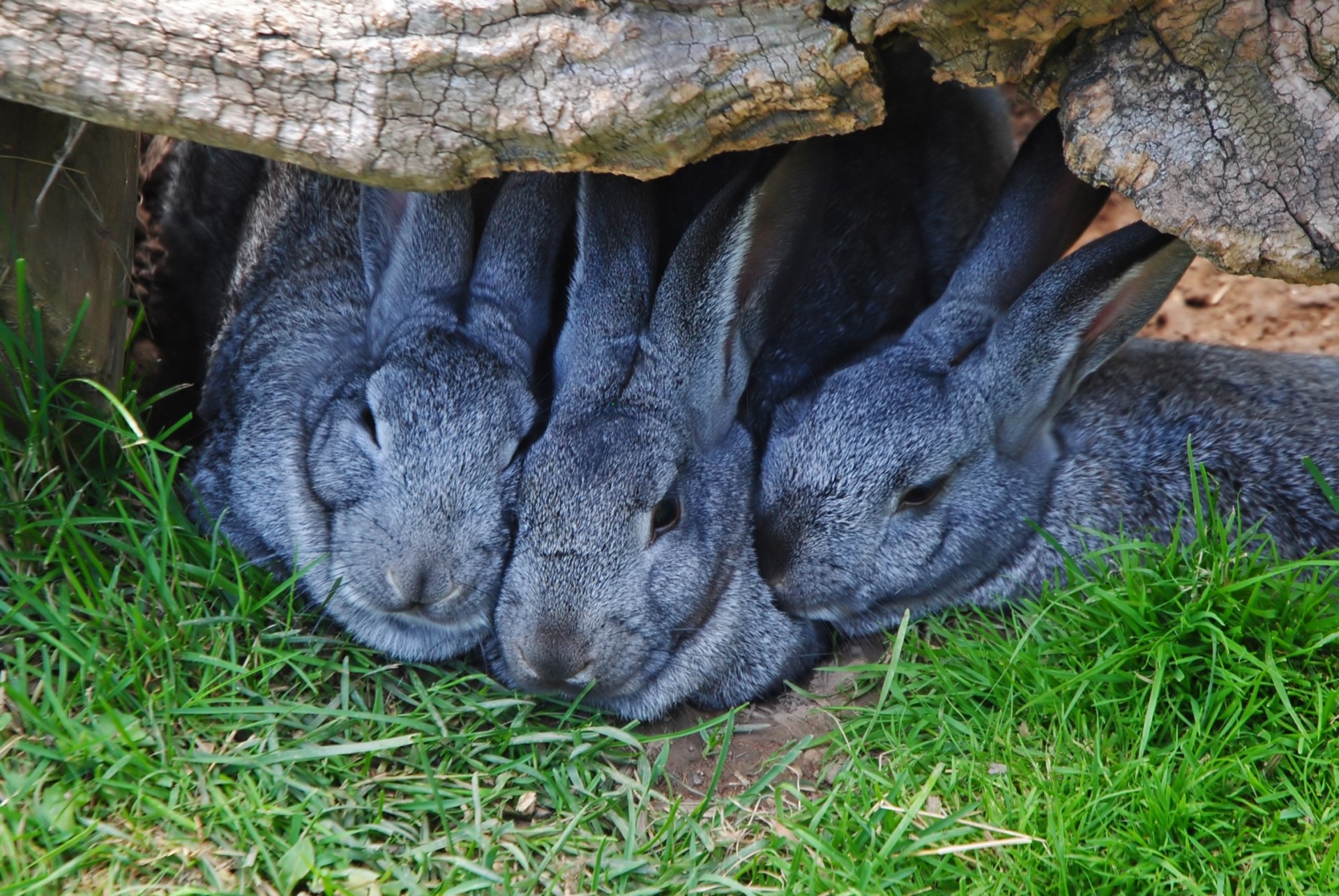 lapins animaux nature