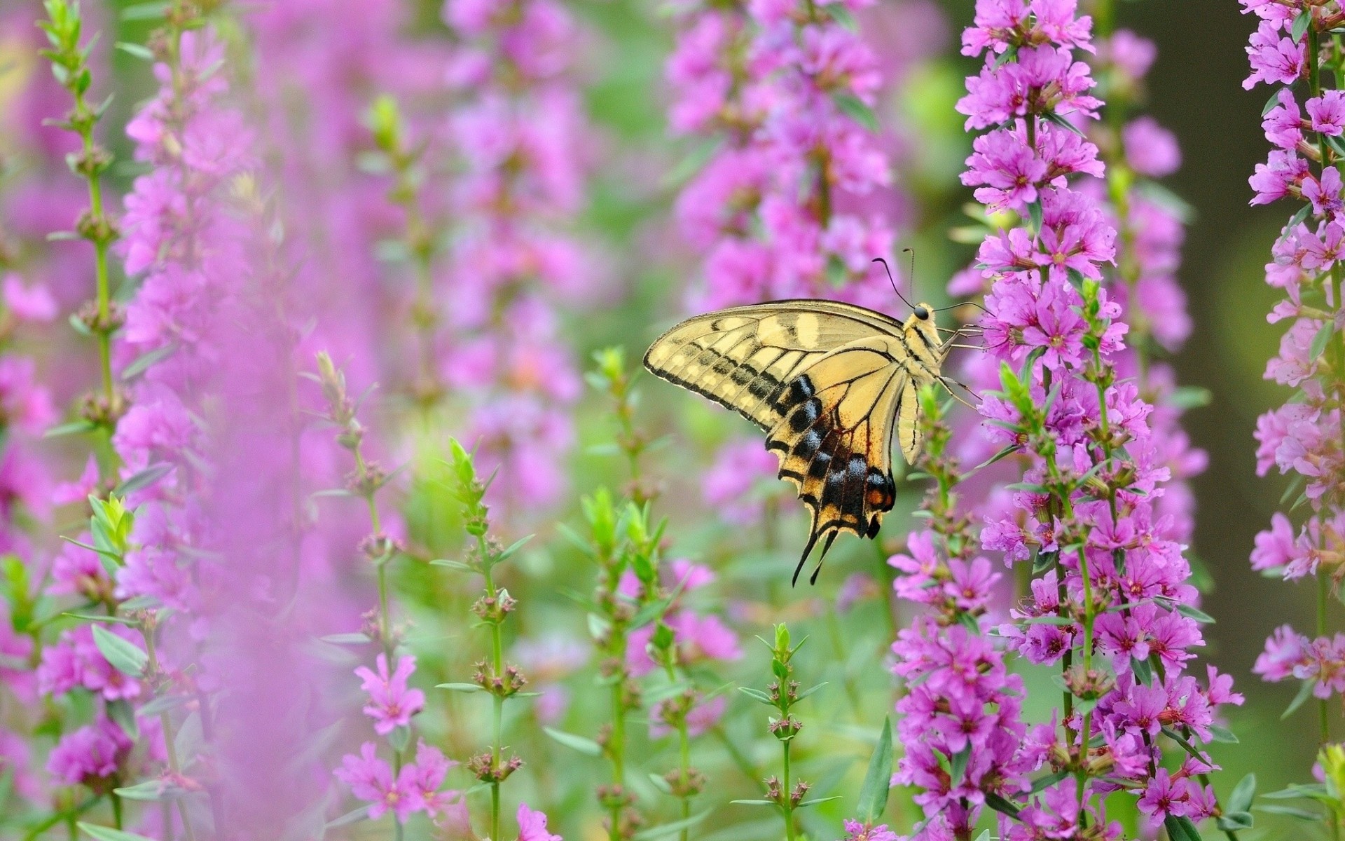 gros plan machaon rétro-éclairage fleurs