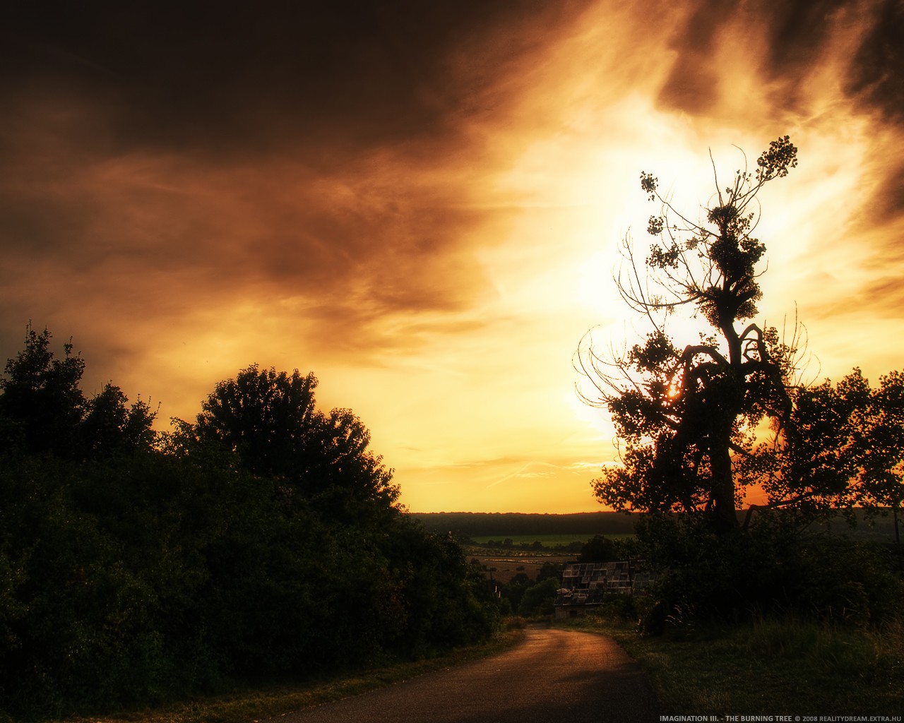 puesta de sol sol cielo árbol arbustos camino