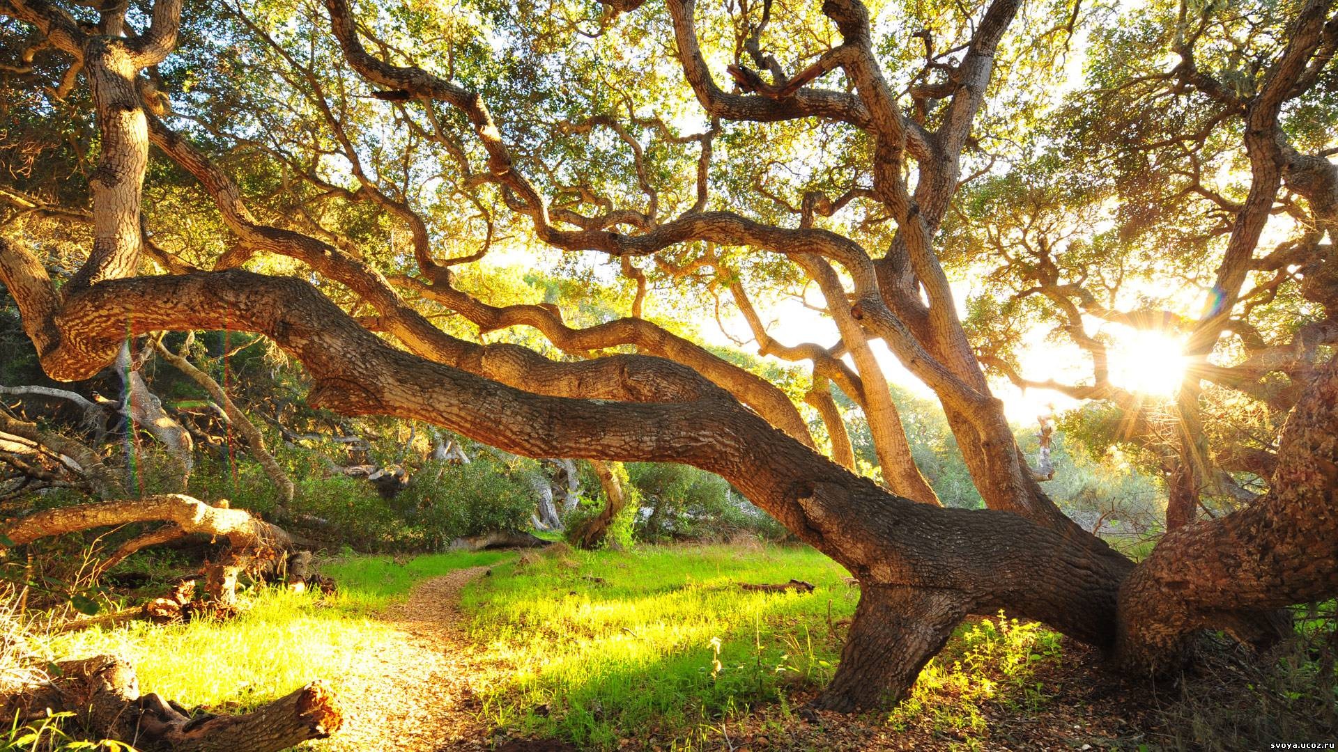 árbol hierba mañana arbustos