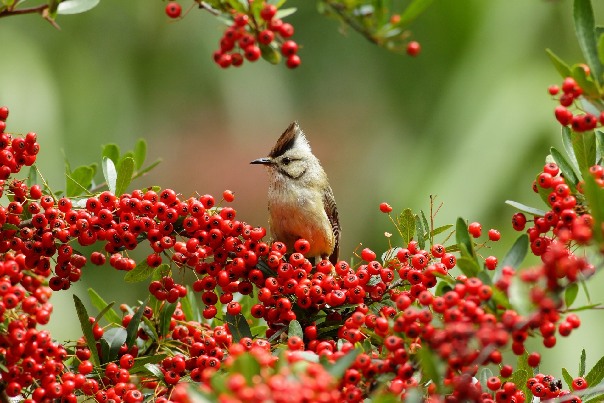 vögel beeren zweige