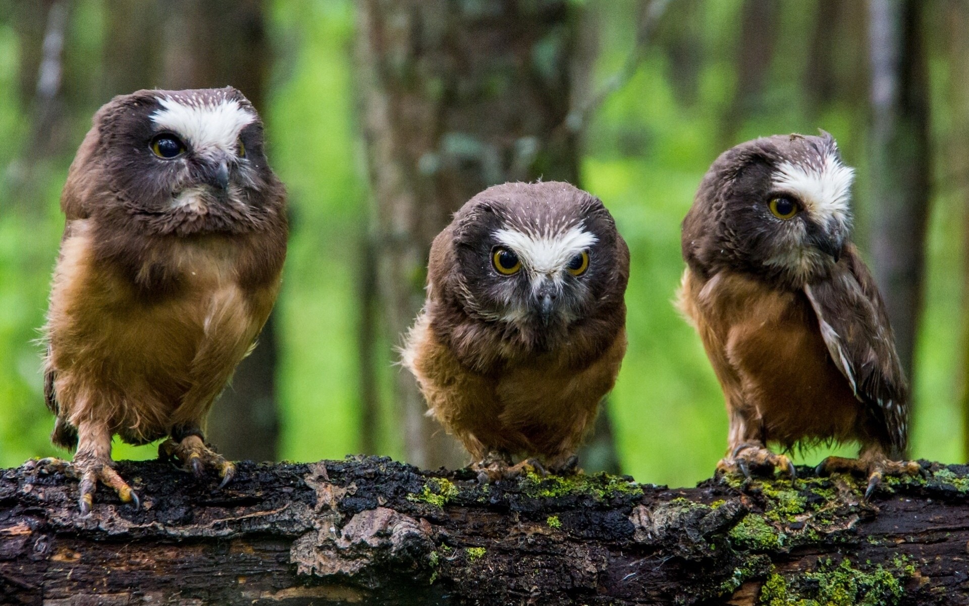 baumstamm trio nordamerikanische zottelige eulen eulen küken