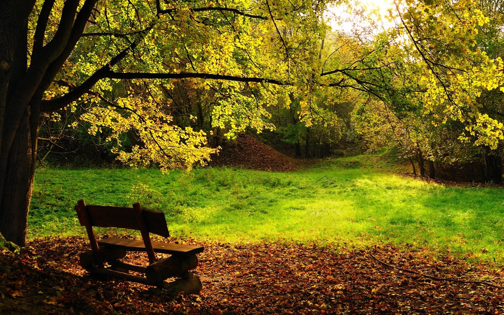 autunno alberi panchina fogliame