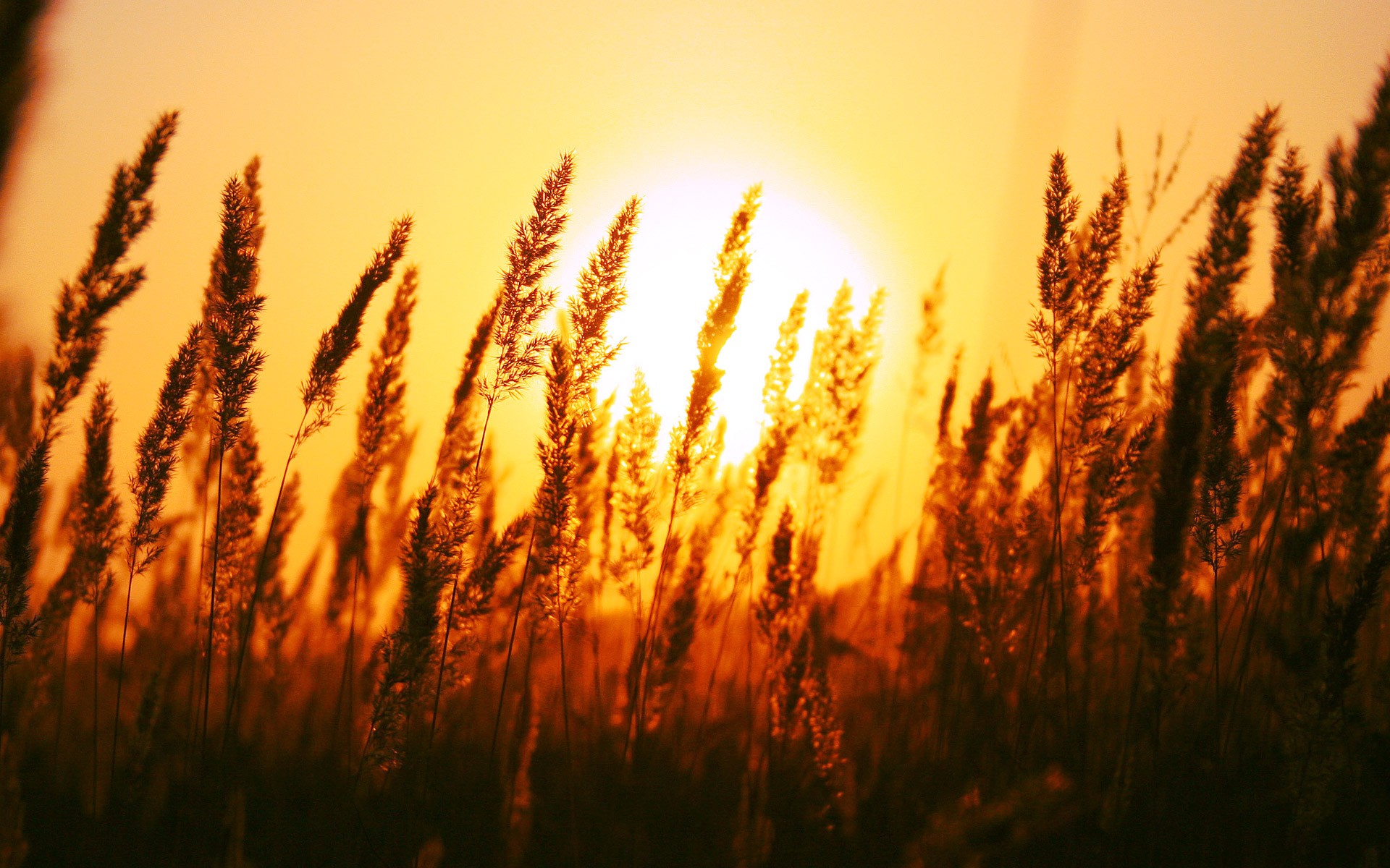 sonne dämmerung feld