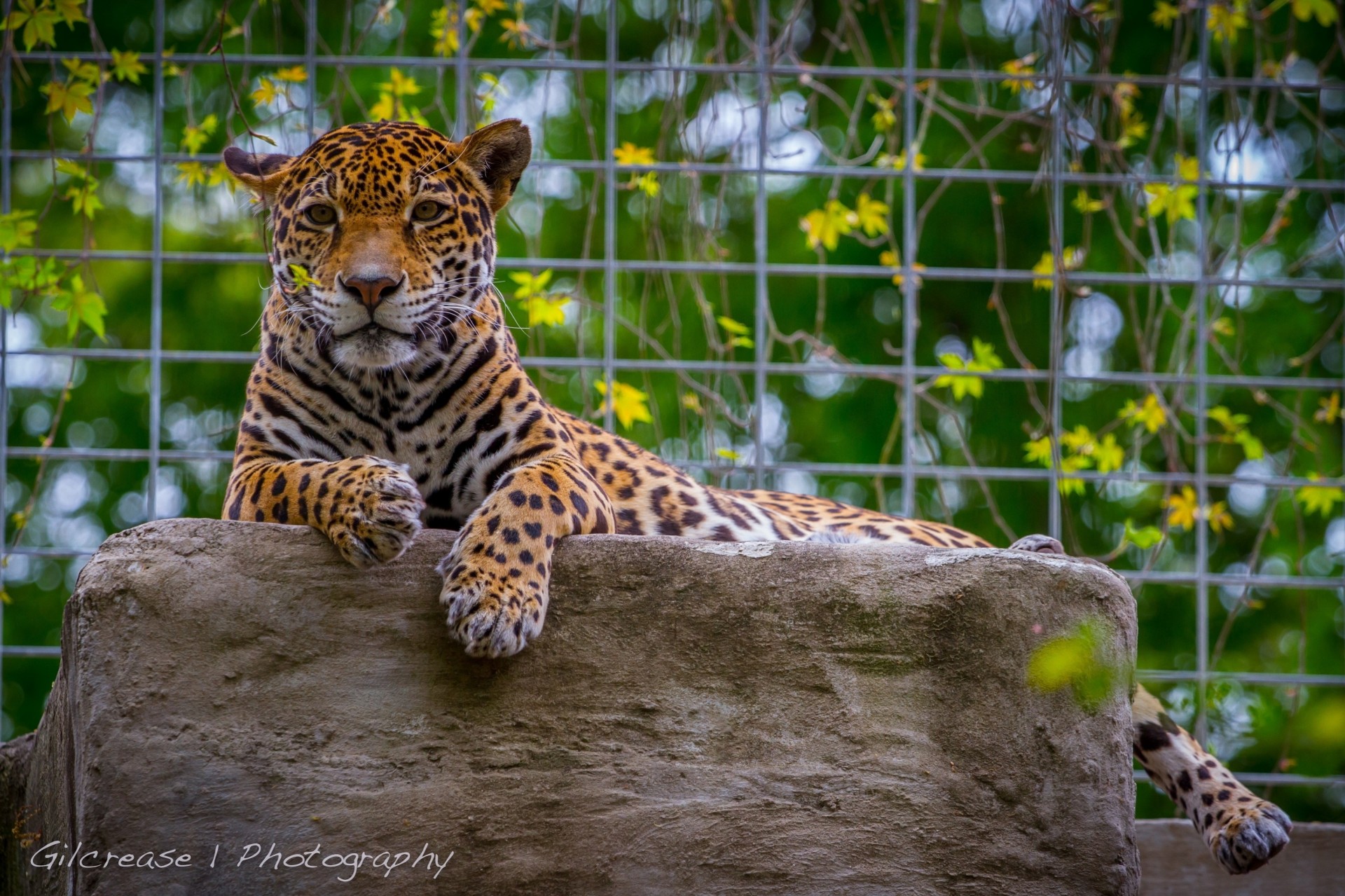 chat sauvage jaguar prédateur