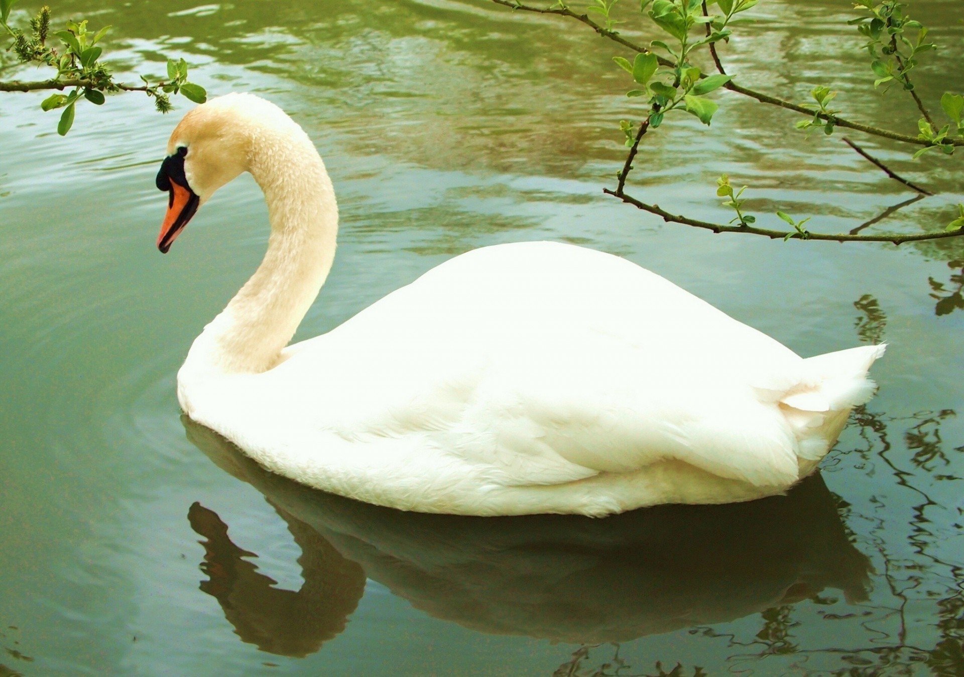 réflexion eau cygne